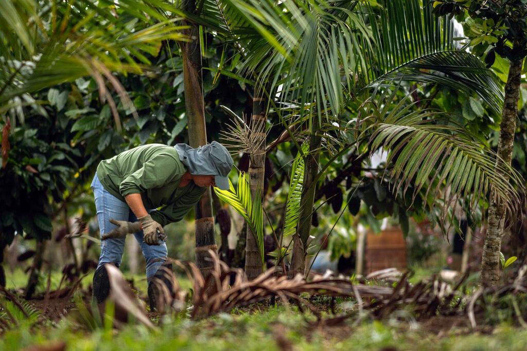 A farmer in southern Bahia, Brazil, is tending to an agroforestry system, working amidst lush tropical vegetation and palm trees.